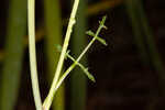 Coastal plain angelica